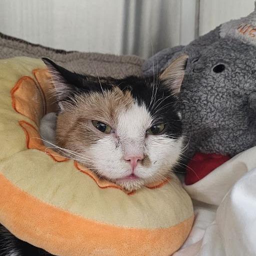 Simmy, a Adoptable Domestic Short Hair in Roanoke, VA image 3/3