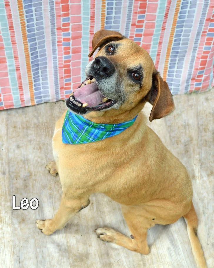 Leo, Adoptable, Senior Male Black Mouth Cur.