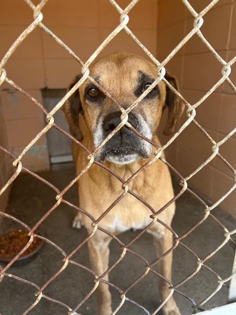 Leo, Adoptable, Senior Male Black Mouth Cur.