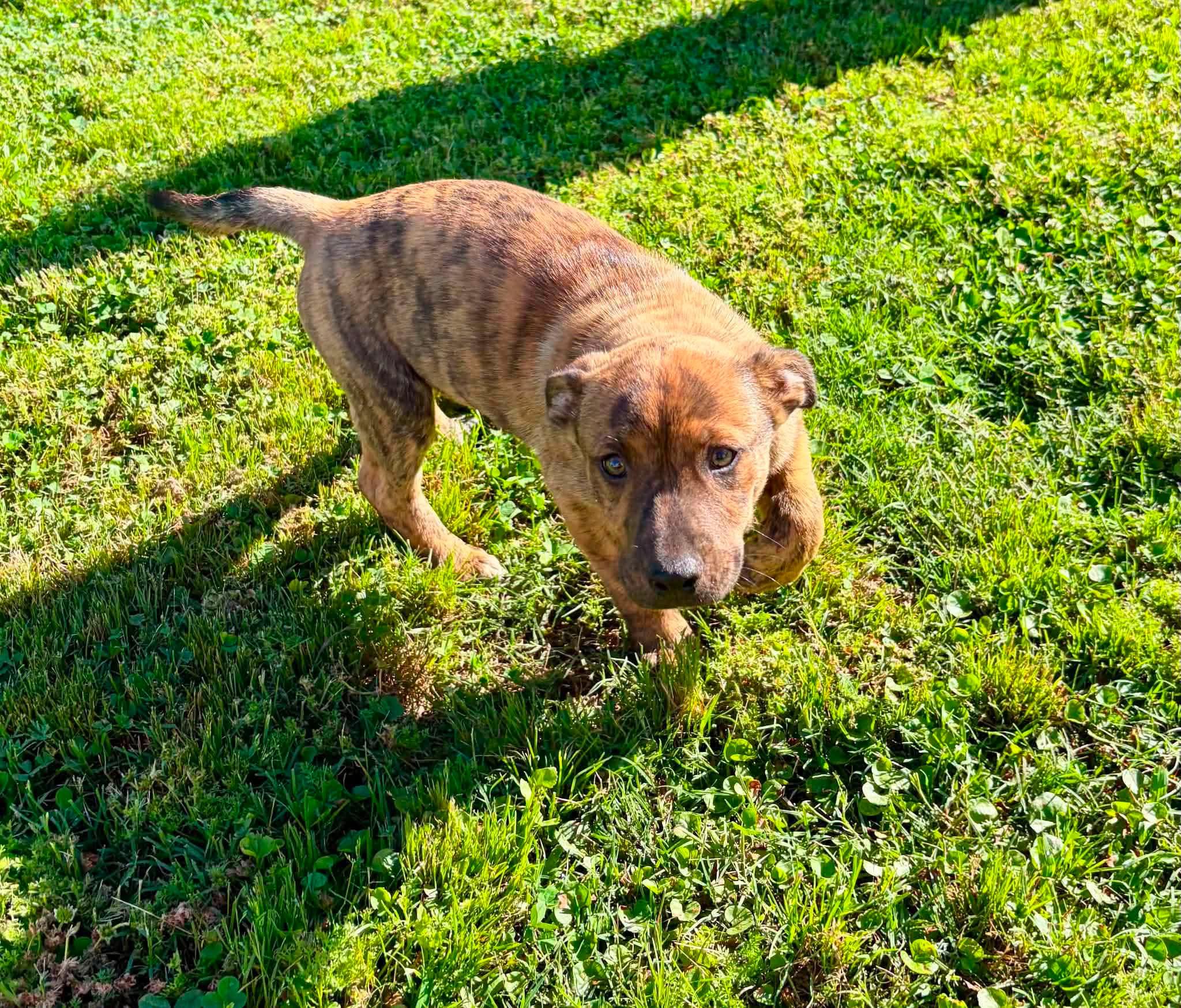 Woody, a Adoptable mixed breed in Smithfield, RI image 5/6