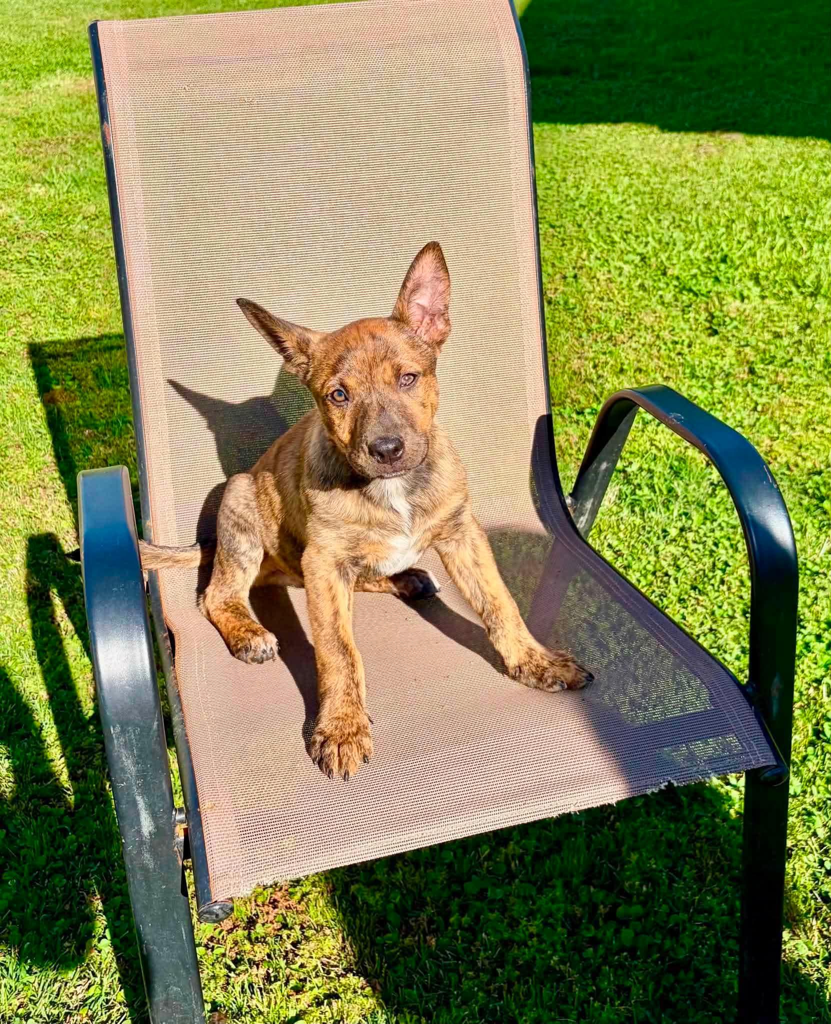 Woody, a Adoptable mixed breed in Smithfield, RI image 6/6