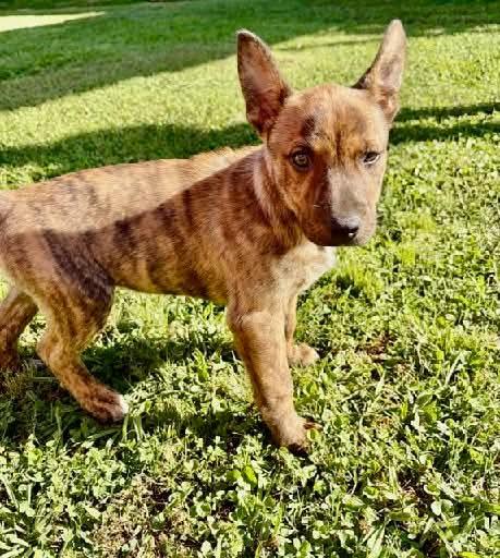 Woody, Adoptable, Puppy Male American Bully.