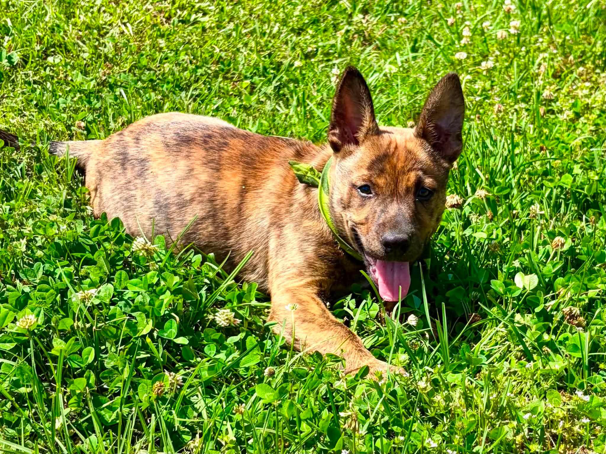 Woody, a Adoptable mixed breed in Smithfield, RI image 2/6