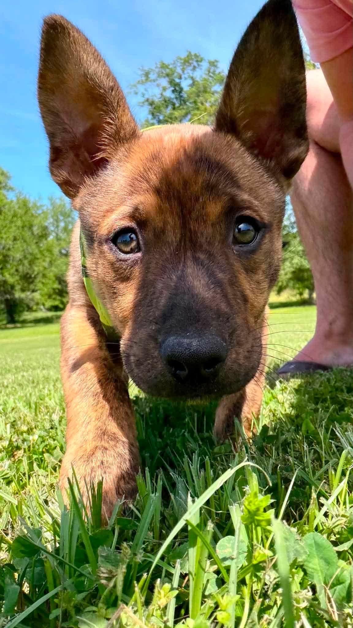 Woody, a Adoptable mixed breed in Smithfield, RI image 3/6