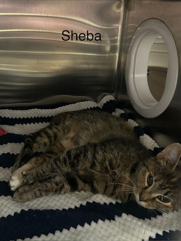Sheba, Adoptable, Young Female Domestic Short Hair.