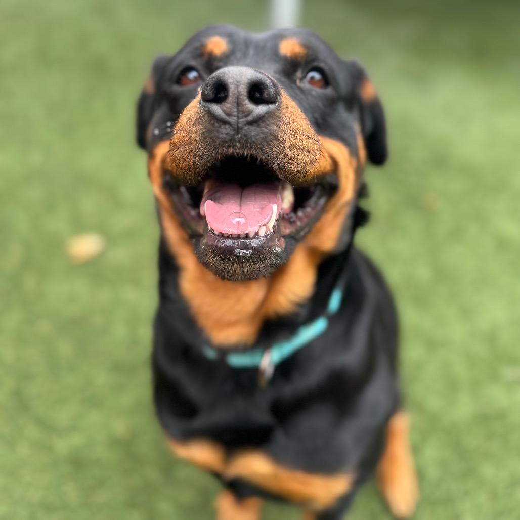 Ophelia, Adoptable, Adult Female Rottweiler.