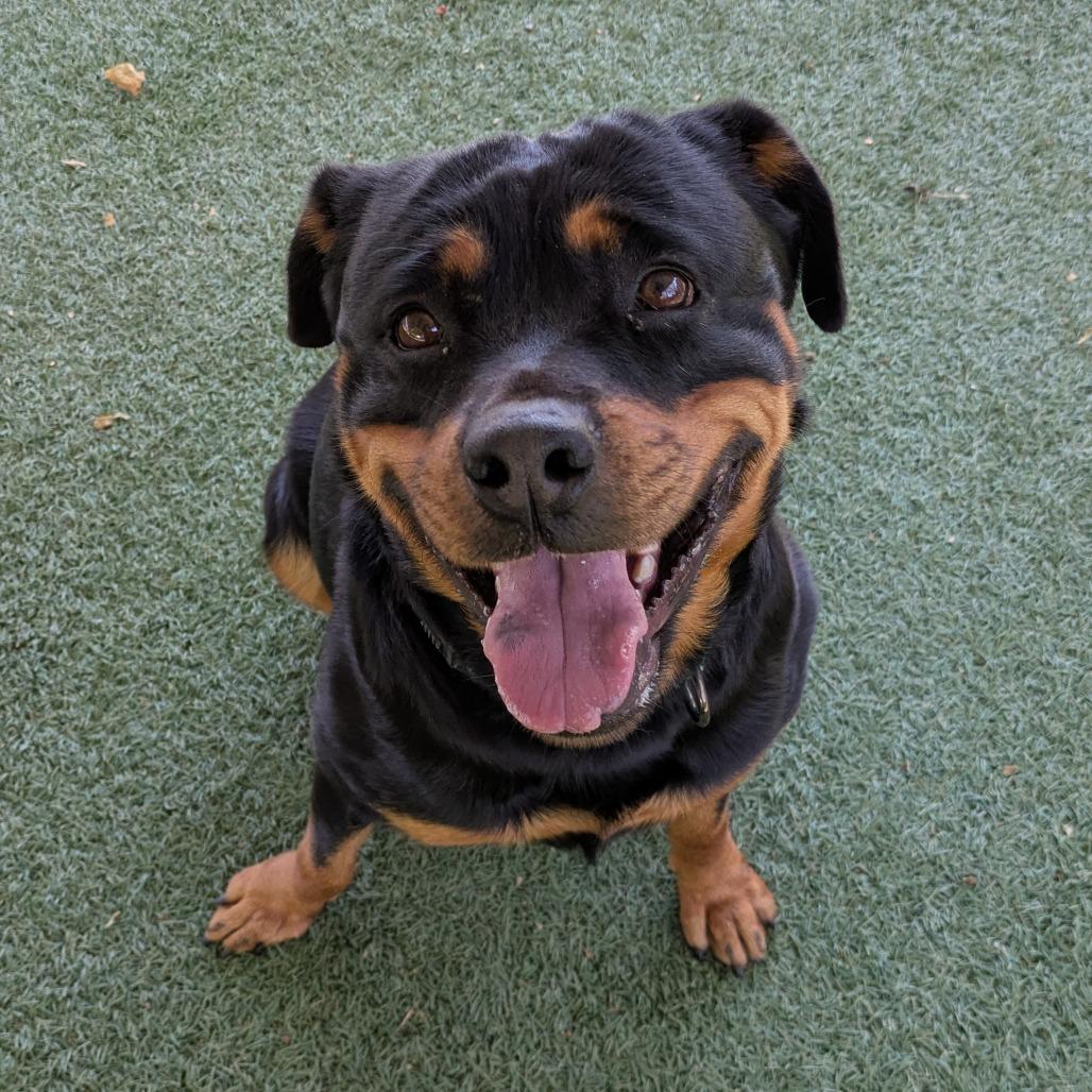 Enlarge Ophelia, a Adoptable Rottweiler in Buellton, CA image 5/6