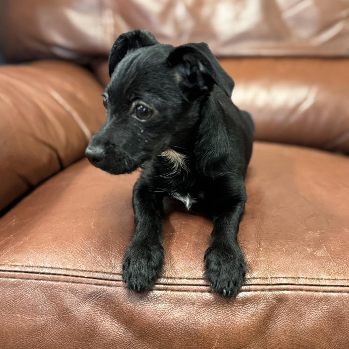 Piper