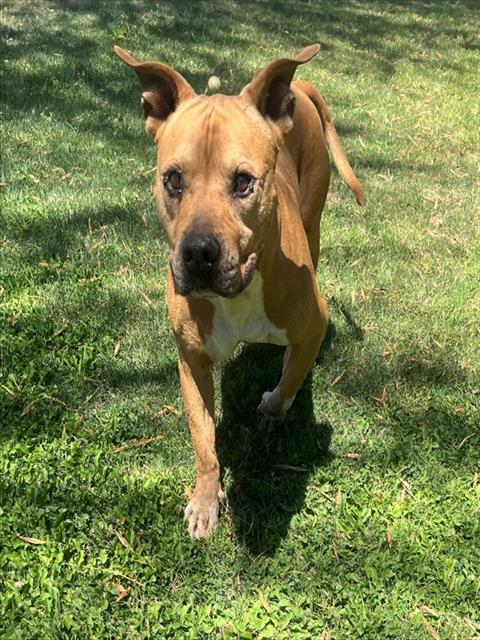 Enlarge GOOMBA, a Adoptable Pit Bull Terrier in Blythe, CA image 1/1