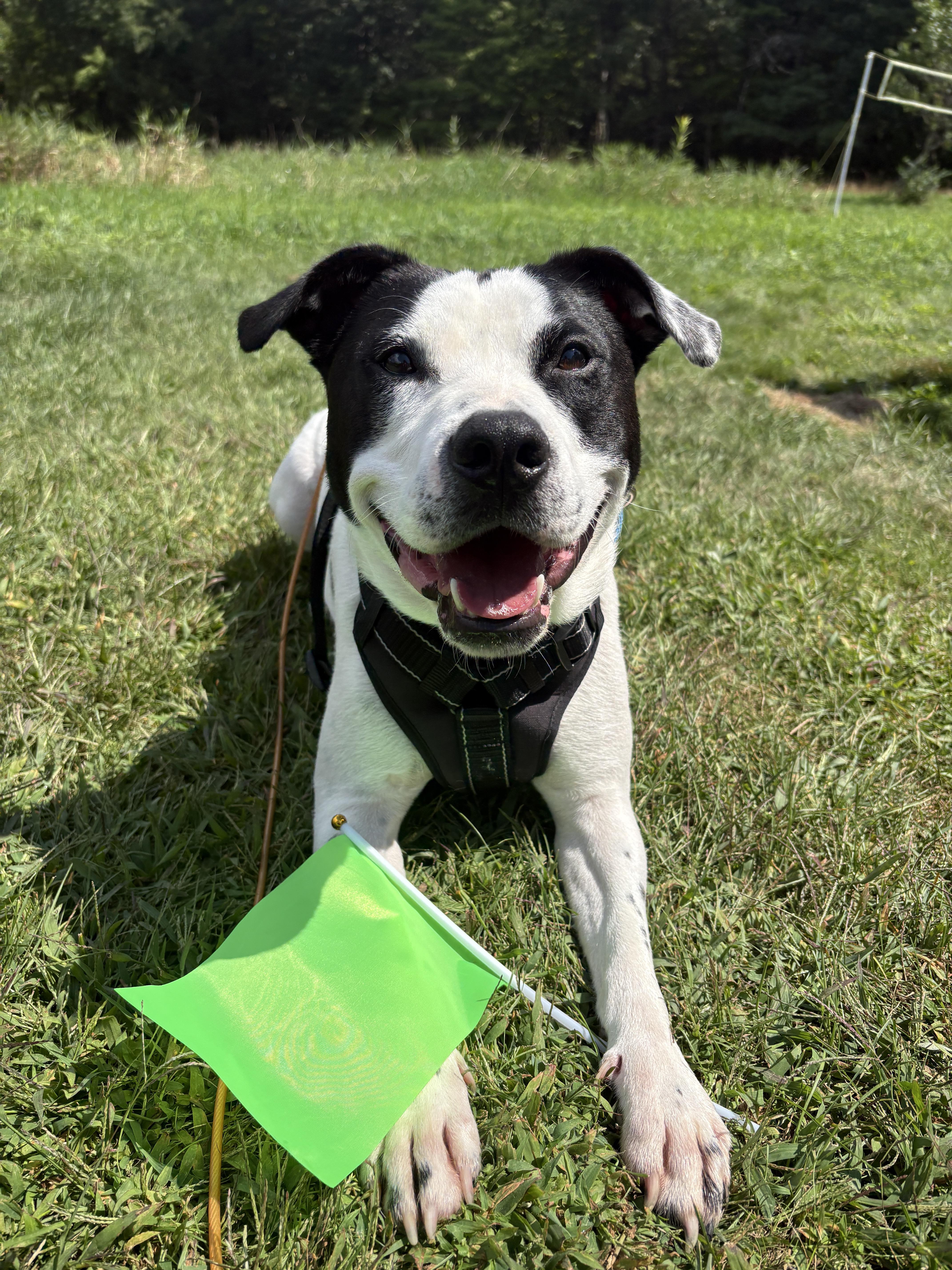 Marino, a ADOPTABLE mixed breed in New Boston, NH image 2/6