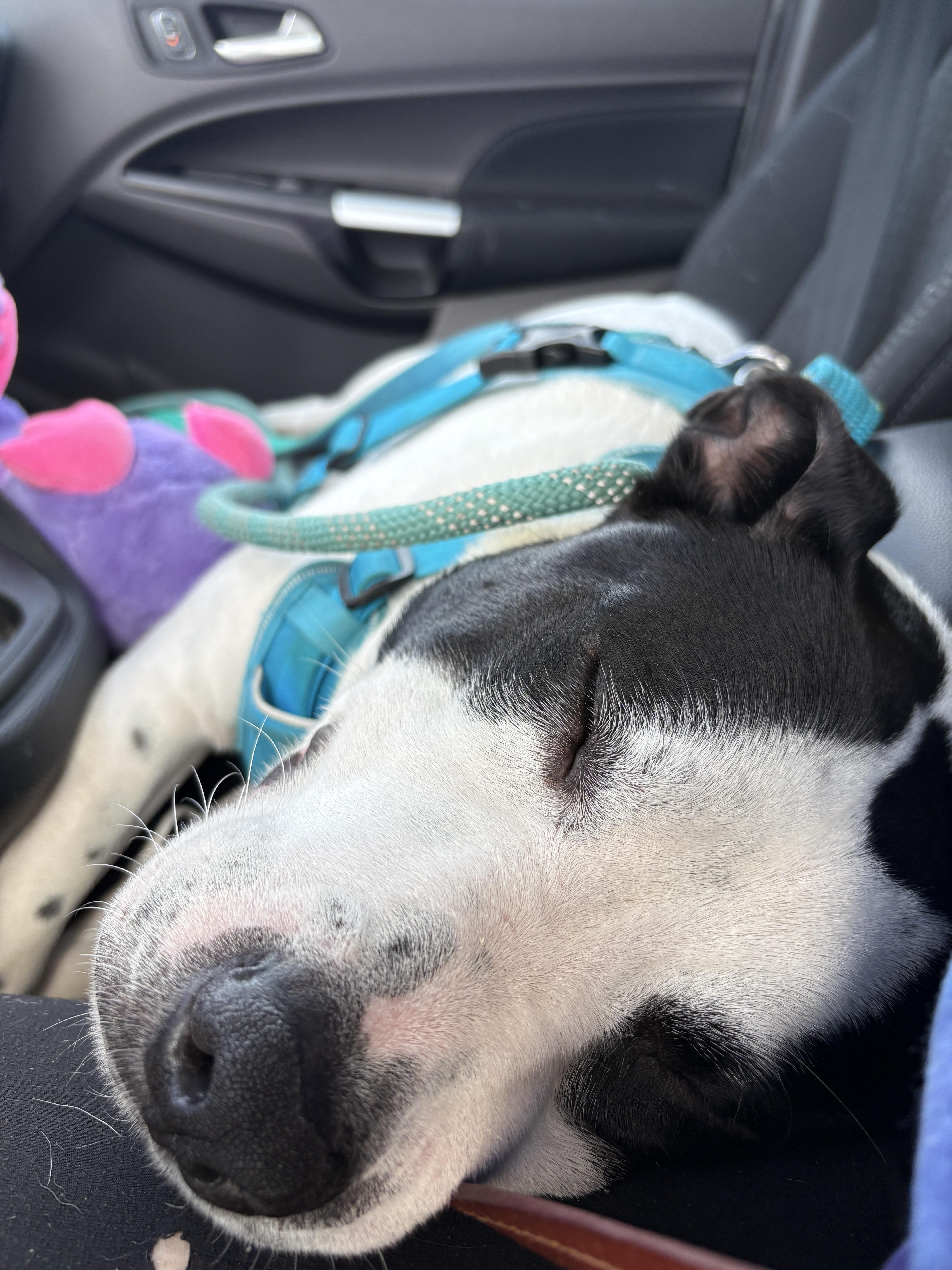 Marino, a ADOPTABLE mixed breed in New Boston, NH image 6/6