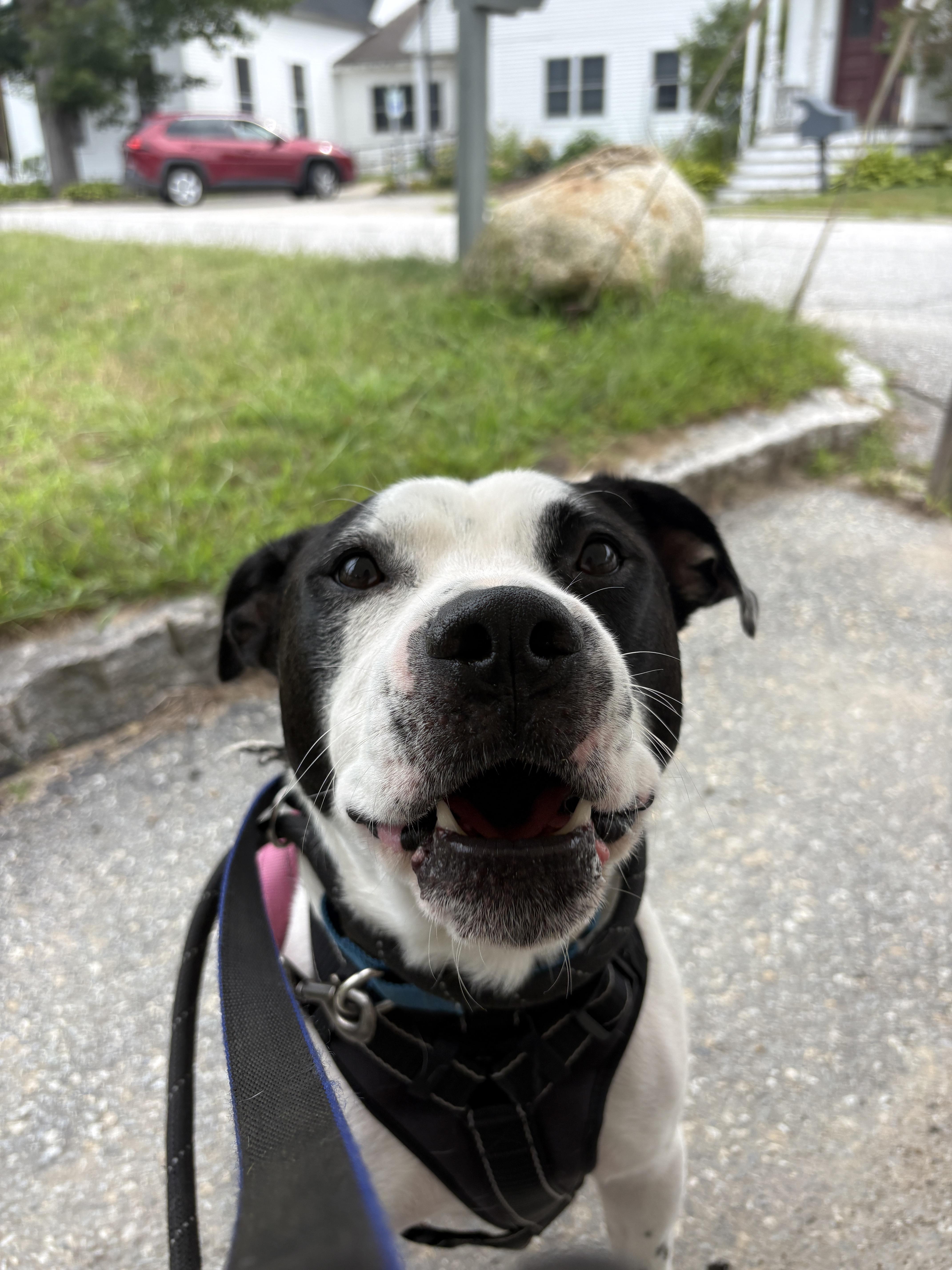 Marino, a ADOPTABLE mixed breed in New Boston, NH image 4/6
