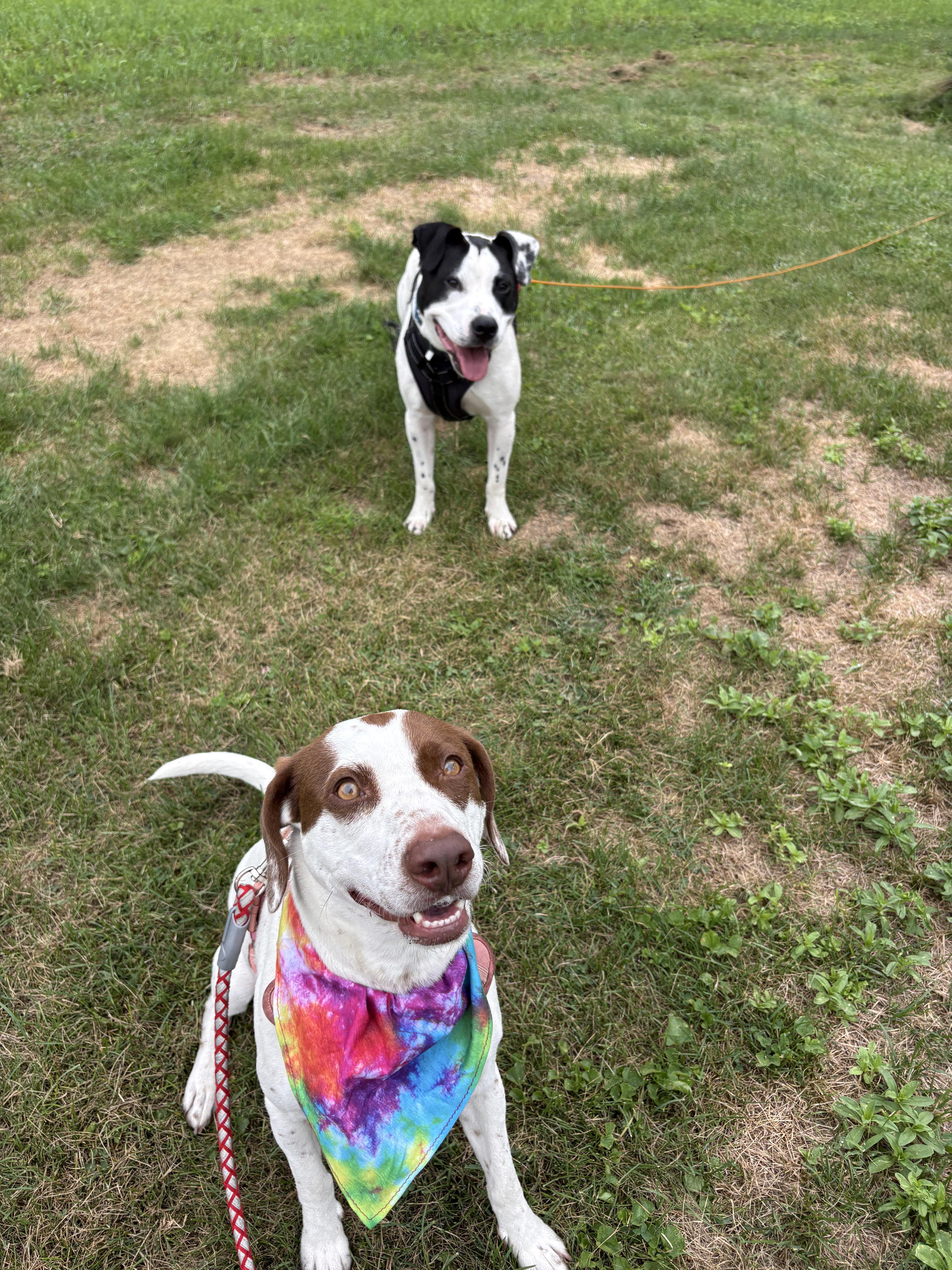 Marino, a ADOPTABLE mixed breed in New Boston, NH image 5/6