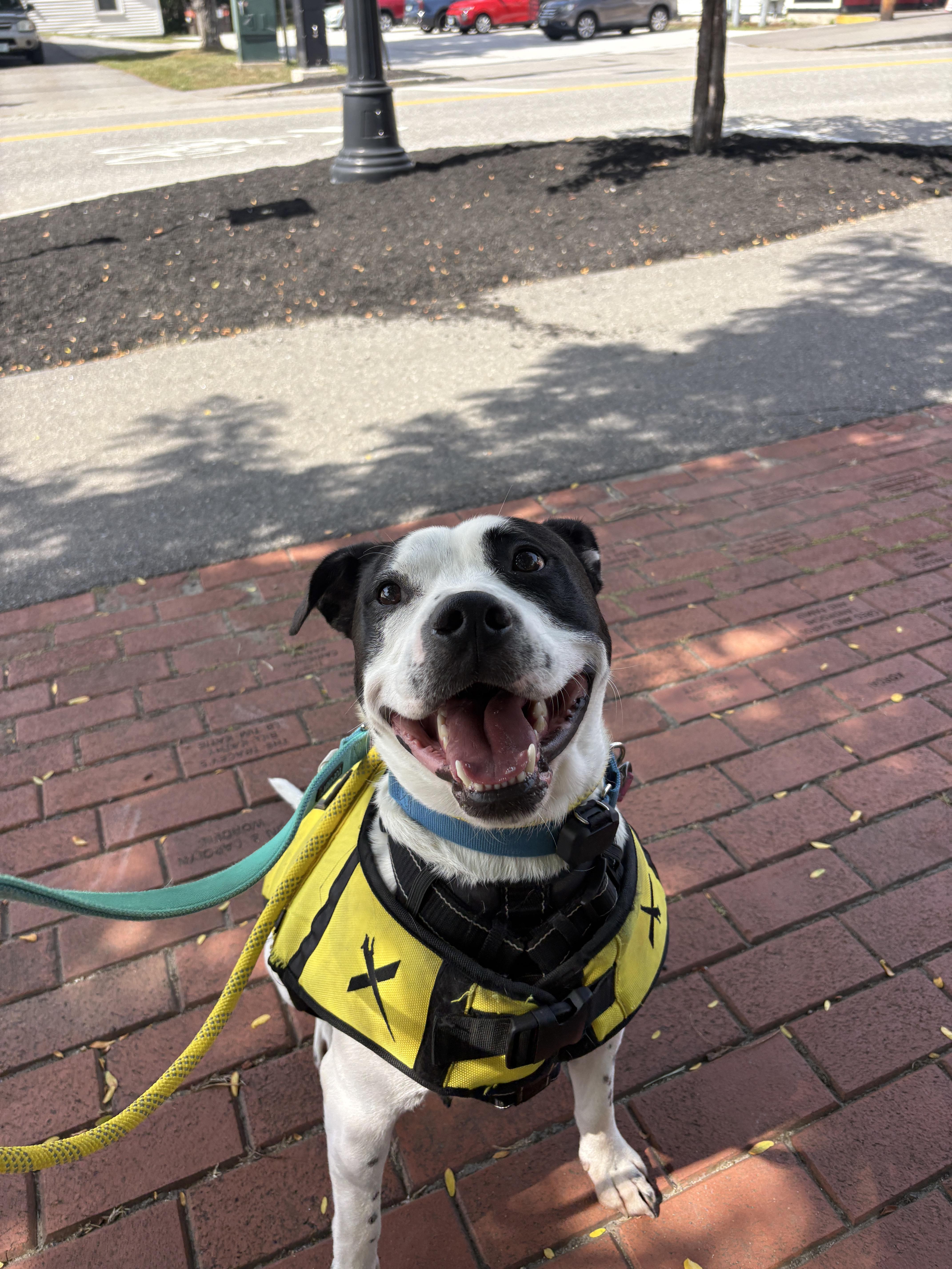 Marino, ADOPTABLE, Young Male Pit Bull Terrier.