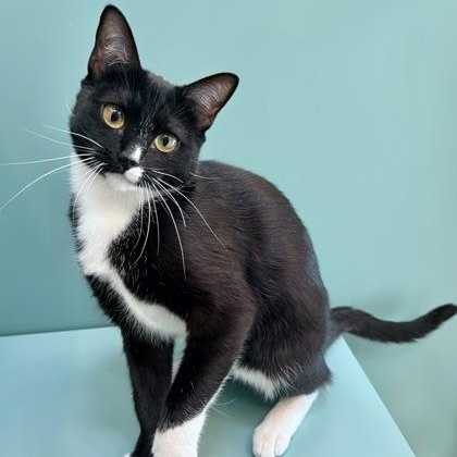 Princess, a ADOPTABLE Domestic Short Hair in Santa Cruz, CA image 2/5