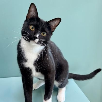 Princess, a ADOPTABLE Domestic Short Hair in Santa Cruz, CA image 1/5
