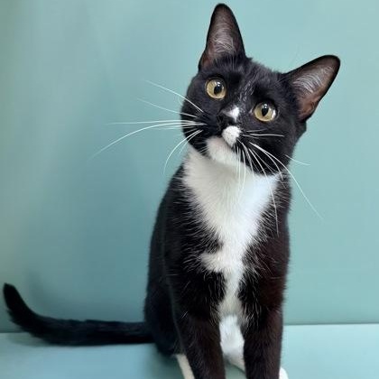 Princess, a ADOPTABLE Domestic Short Hair in Santa Cruz, CA image 5/5