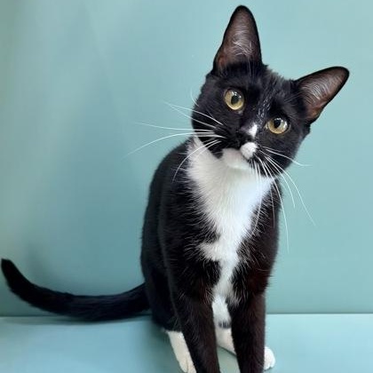 Princess, a ADOPTABLE Domestic Short Hair in Santa Cruz, CA image 4/5