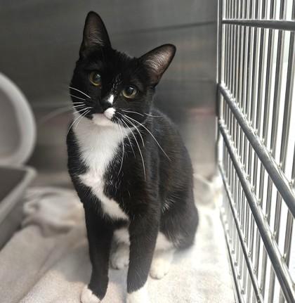 Princess, a ADOPTABLE Domestic Short Hair in Santa Cruz, CA image 3/5