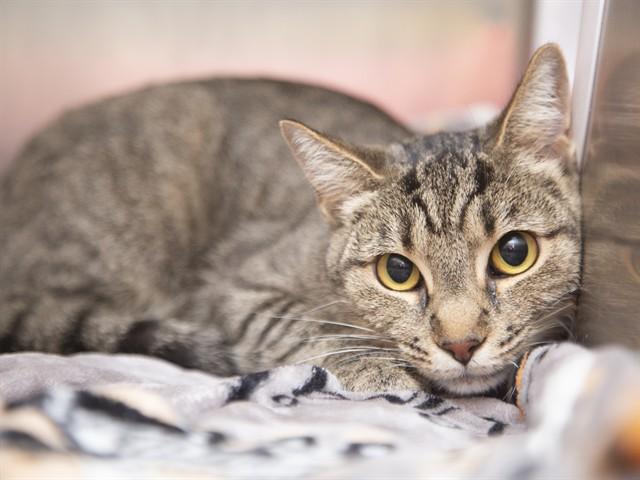 Enlarge HONEY, a Adoptable Domestic Short Hair in Phoenix, AZ image 1/1