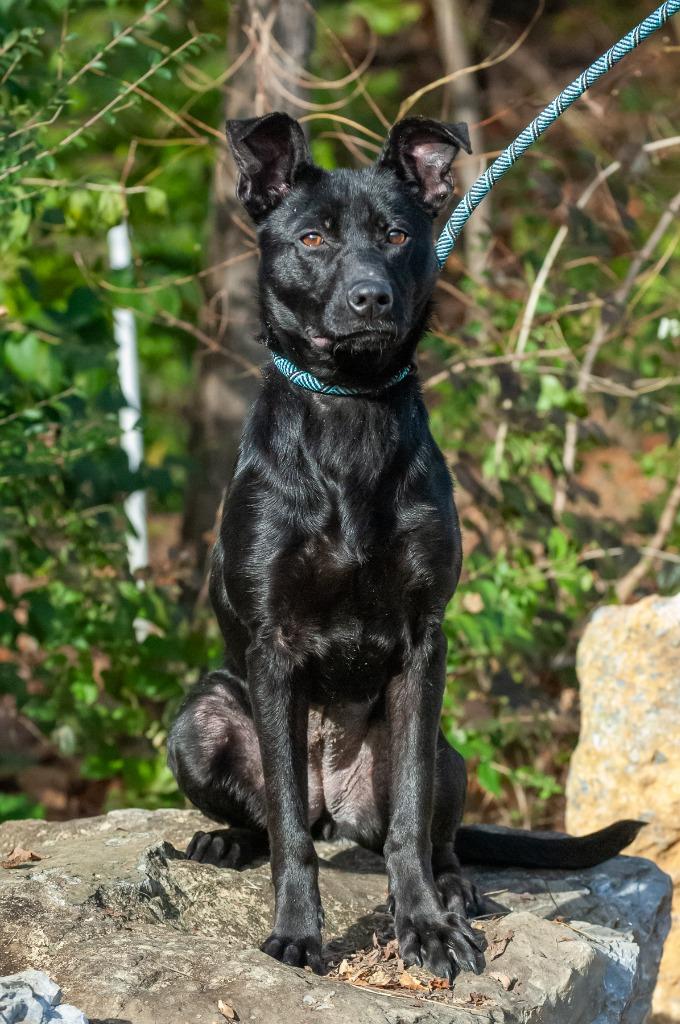 Winnie, Adoptable, Adult Female Shepherd.