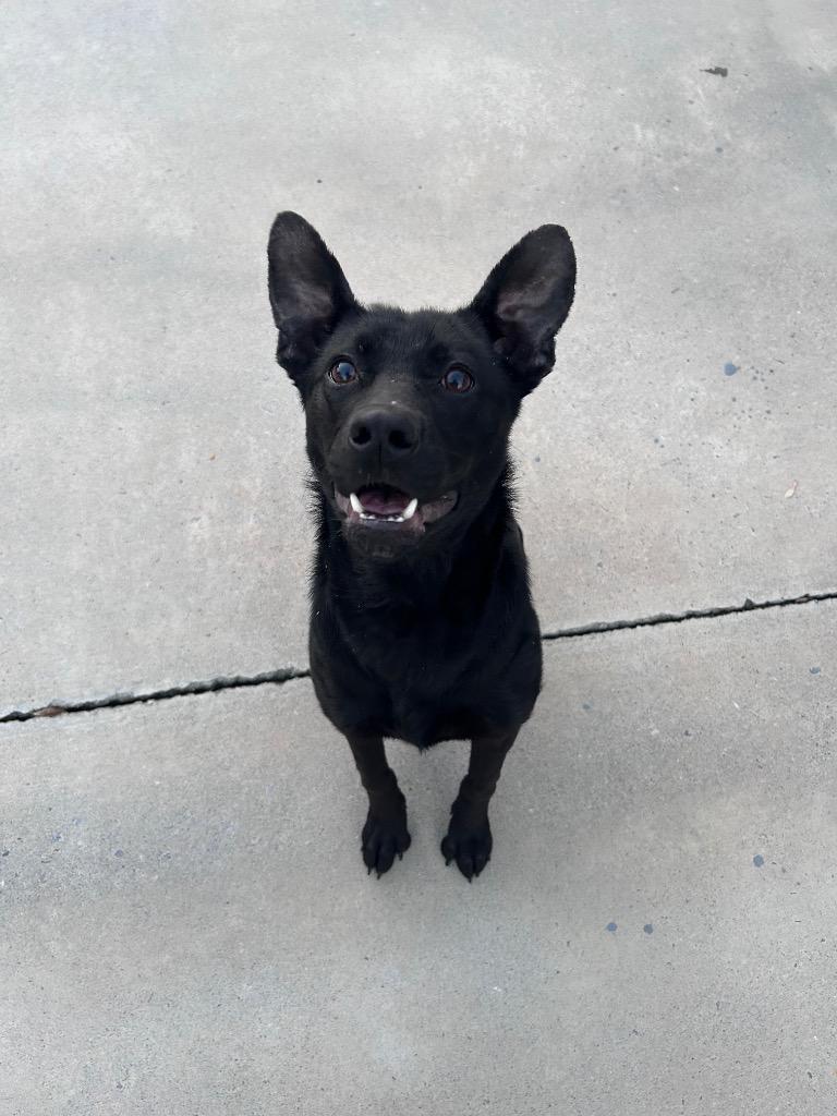 Winnie, a Adoptable mixed breed in Johnson City, TN image 2/4