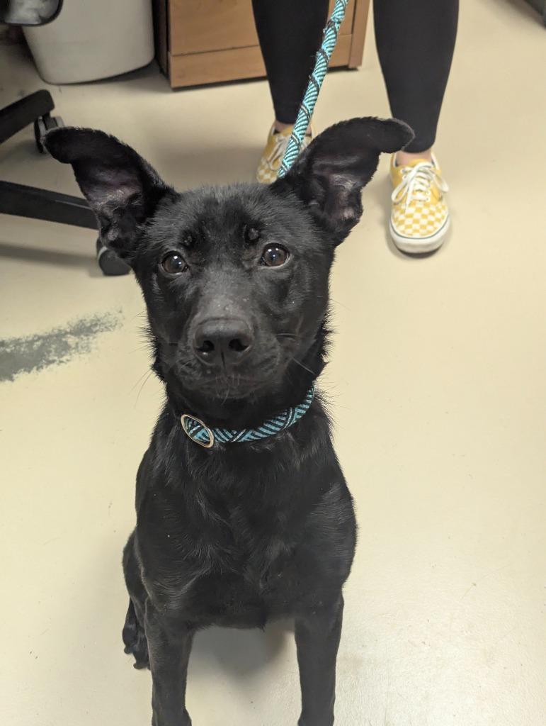 Winnie, a Adoptable mixed breed in Johnson City, TN image 3/4