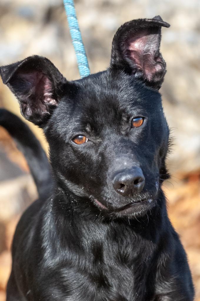 Winnie, a Adoptable mixed breed in Johnson City, TN image 4/4