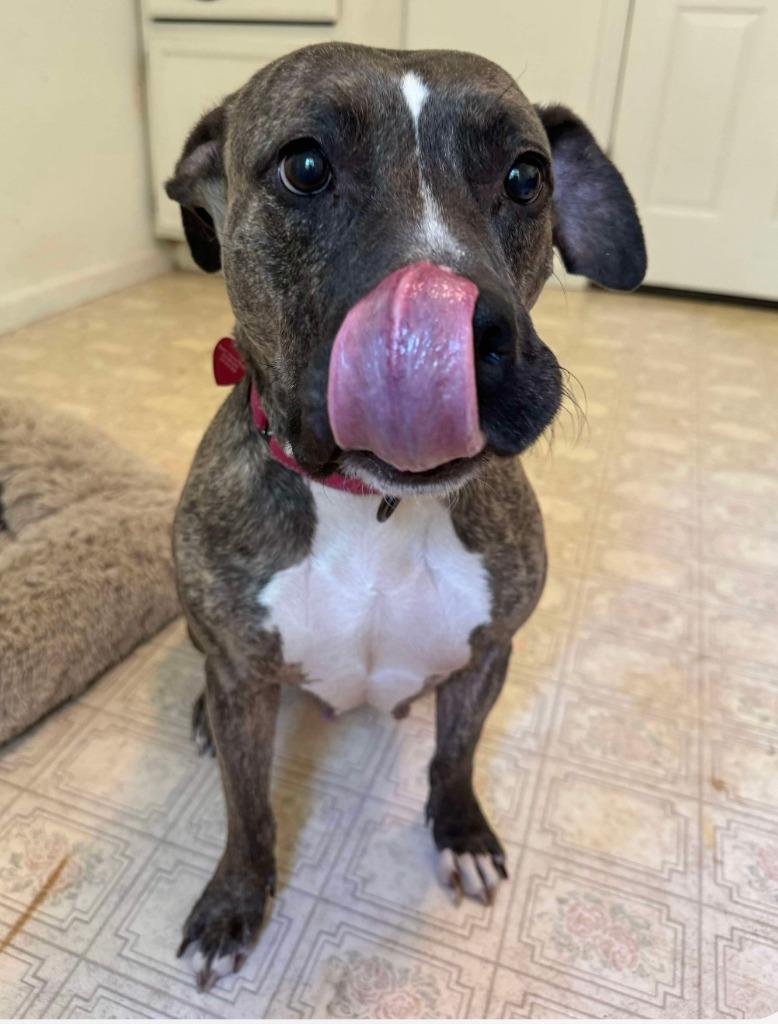 Trinity  A045674, Adoptable, Adult Female Staffordshire Bull Terrier & Mixed Breed.