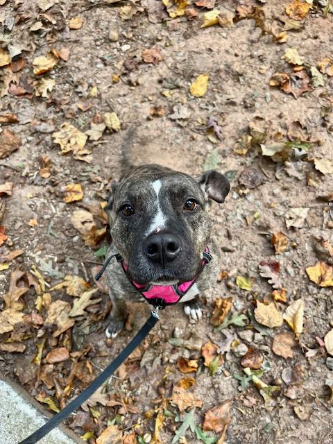 Trinity  A045674, Adoptable, Adult Female Staffordshire Bull Terrier & Mixed Breed.