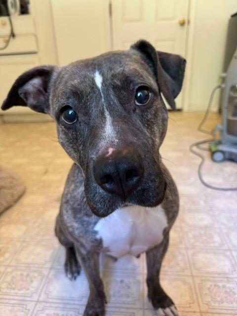 Trinity A045674, a Adoptable mixed breed in Sharpsburg, GA image 2/6