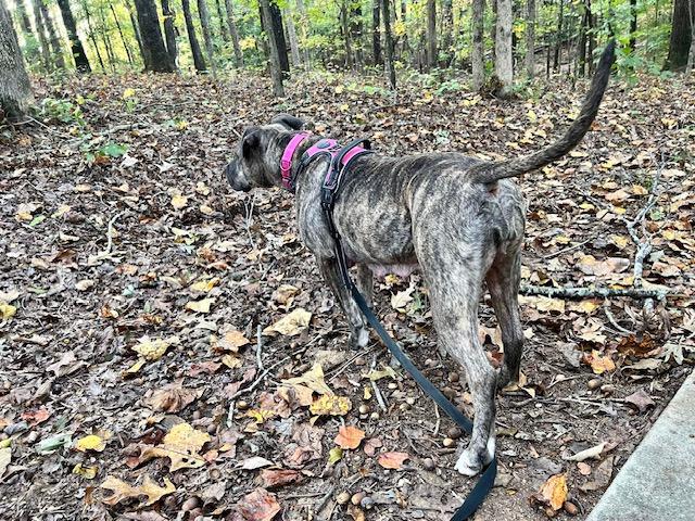 Trinity A045674, a Adoptable mixed breed in Sharpsburg, GA image 3/6