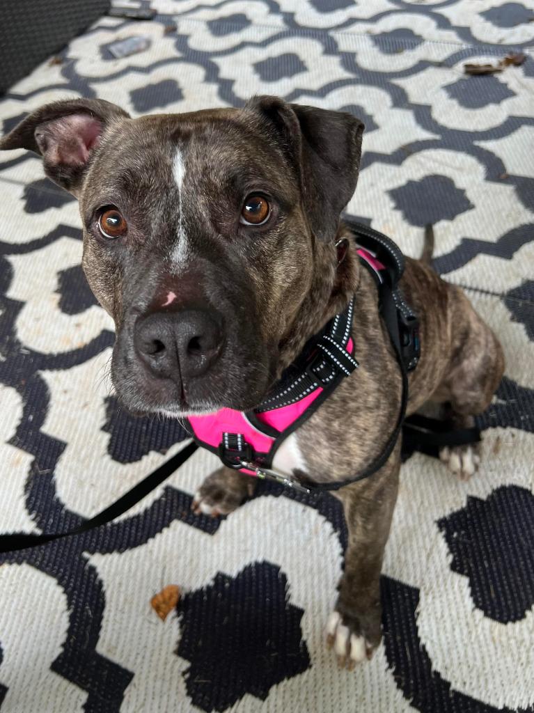 Trinity A045674, a Adoptable mixed breed in Sharpsburg, GA image 3/6