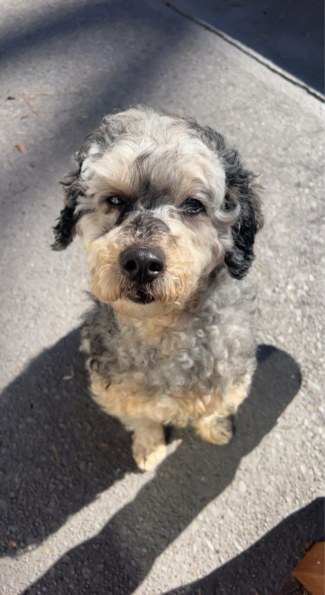 Hudson, ADOPTABLE, Adult Male Poodle.