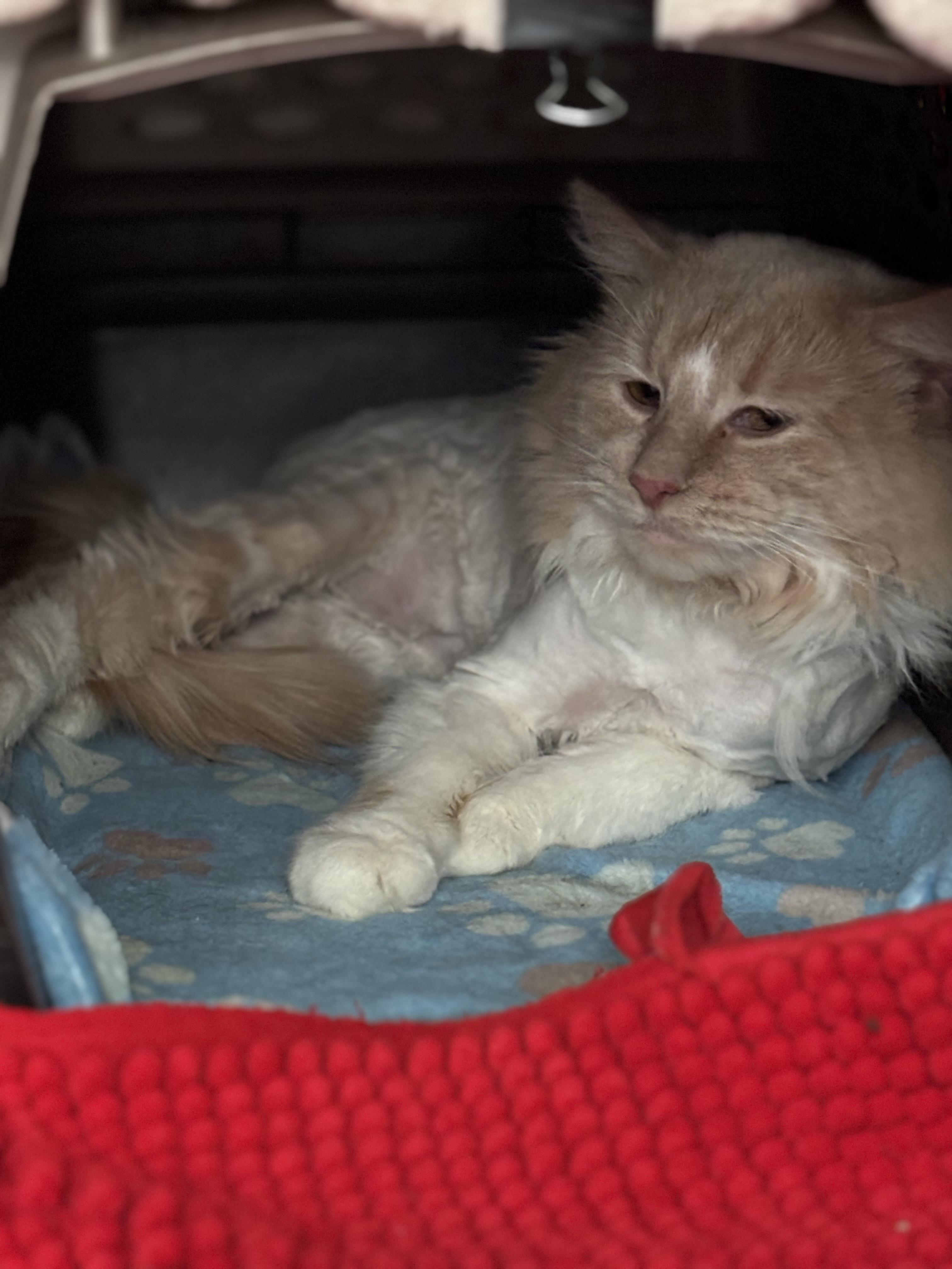 Enlarge Pippi, an adopted Domestic Long Hair in Pittsburgh, PA image 3/4