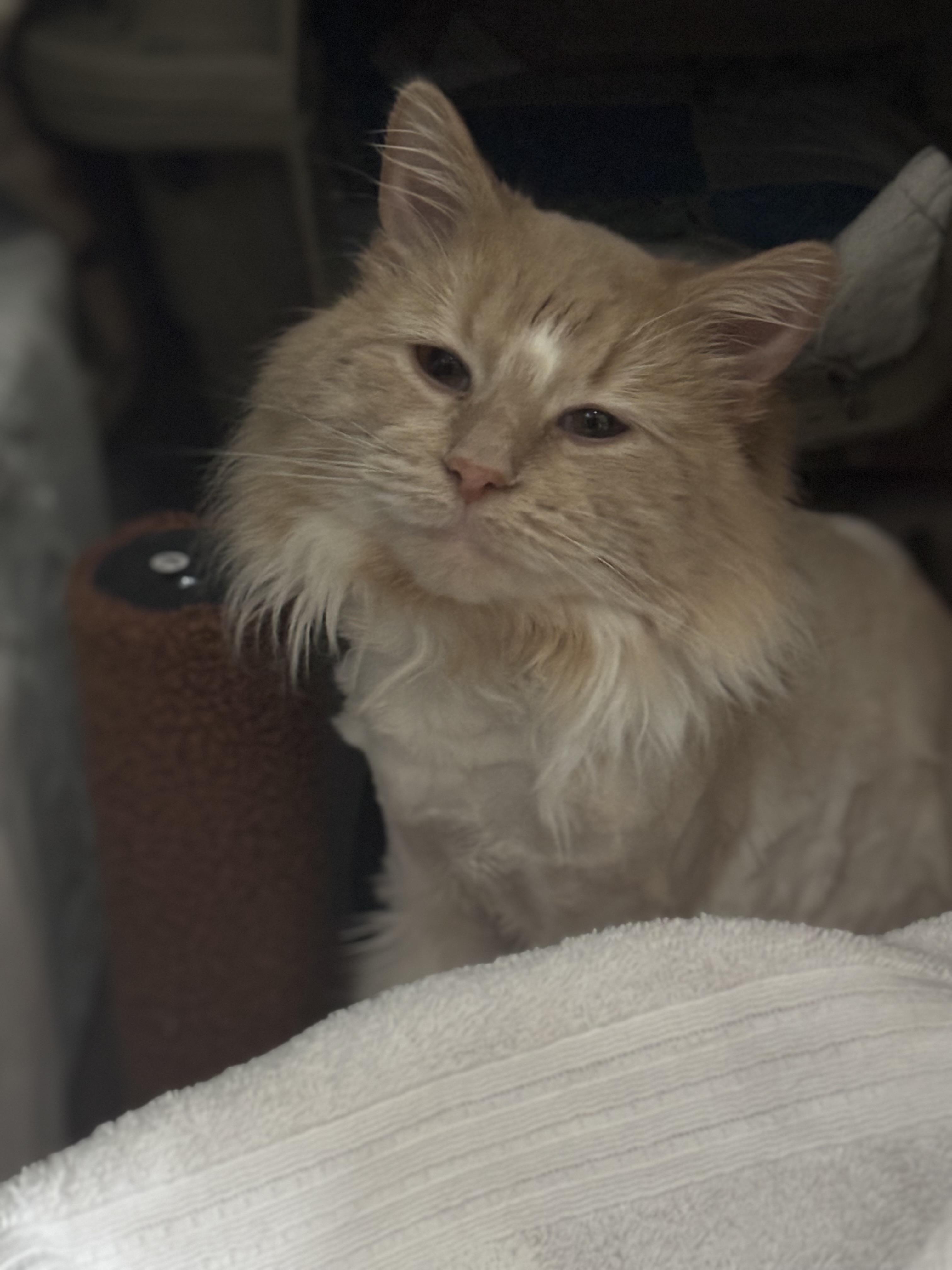 Pippi, adopted, Adult Male Domestic Long Hair.