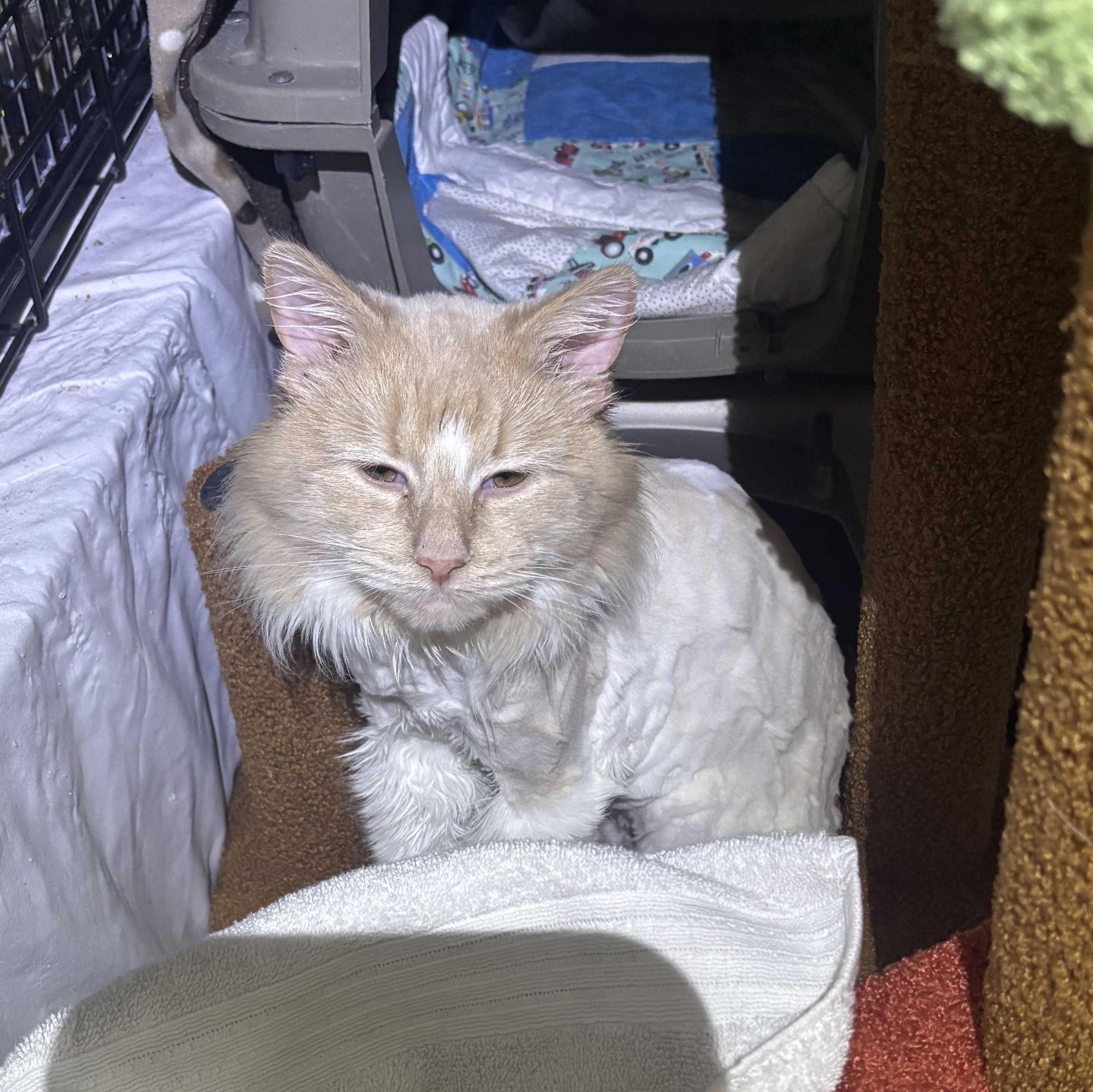 Enlarge Pippi, an adopted Domestic Long Hair in Pittsburgh, PA image 2/4