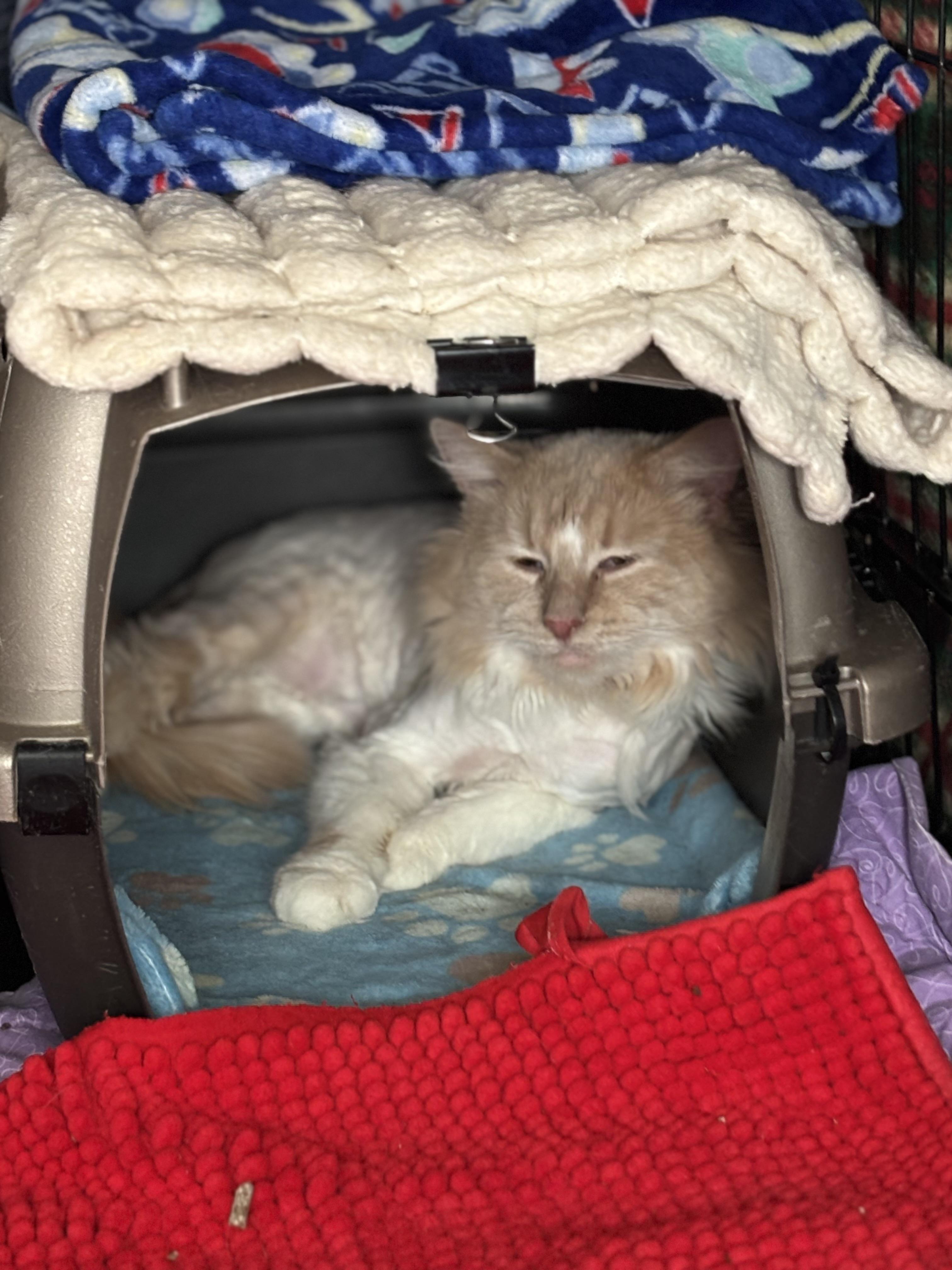 Enlarge Pippi, an adopted Domestic Long Hair in Pittsburgh, PA image 4/4