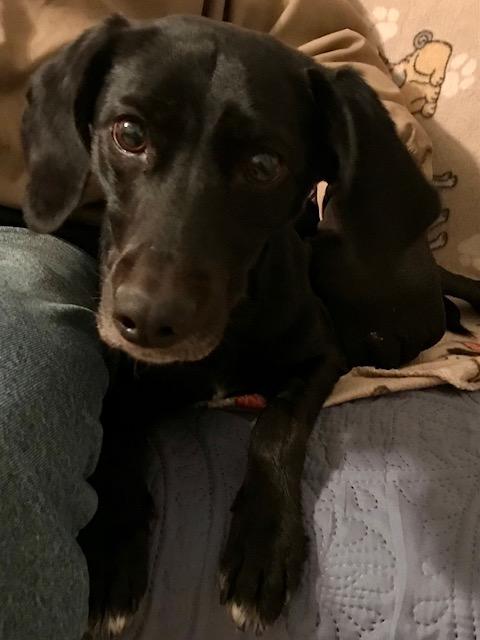 Poppi, adopted, Adult Female Retriever.