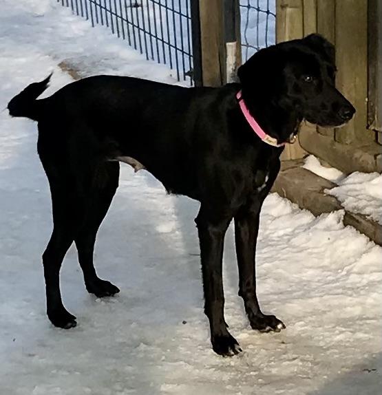 Enlarge Poppi, an adopted mixed breed in Honeoye Falls, NY image 2/2