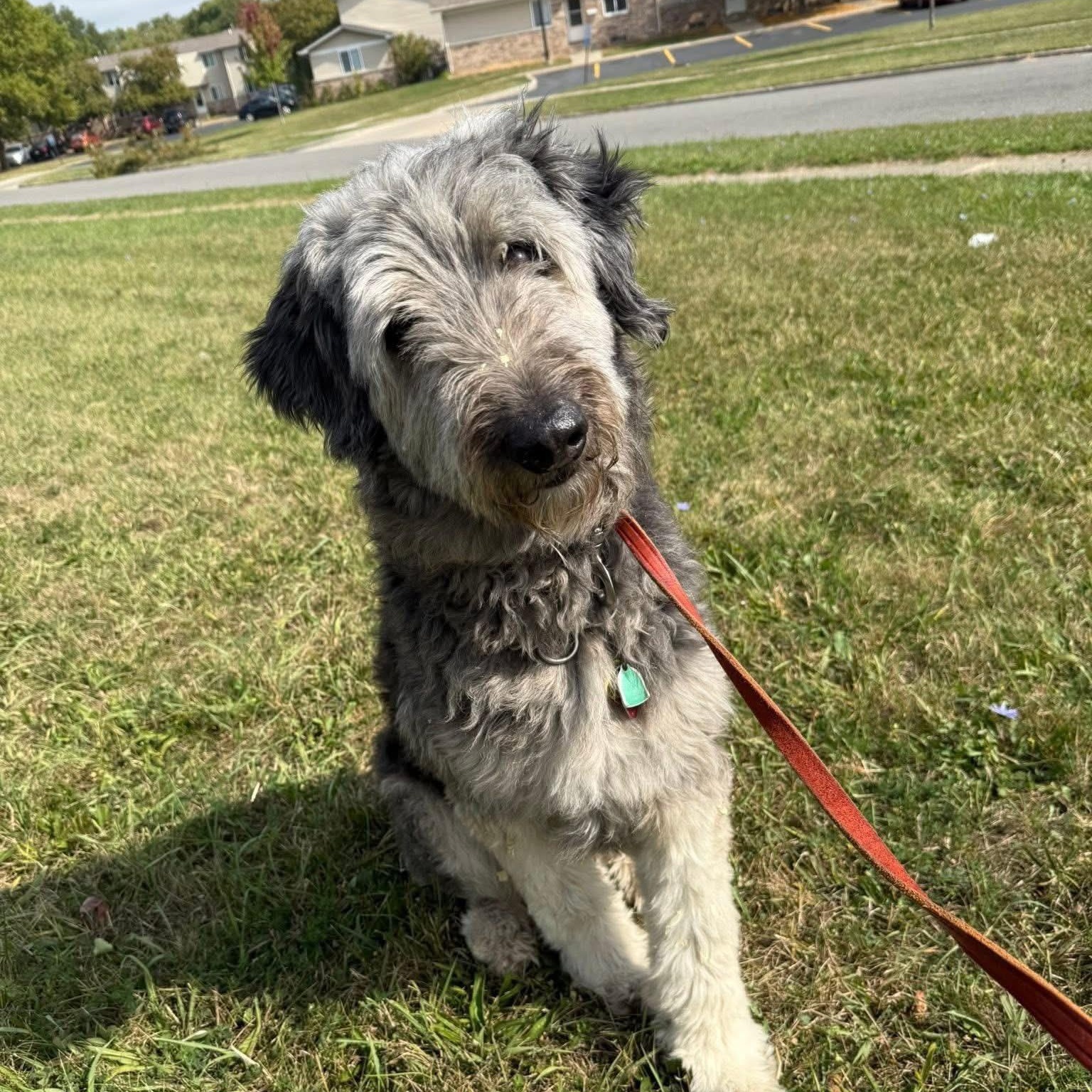 Ryker, Adoptable, Adult Male Standard Poodle.