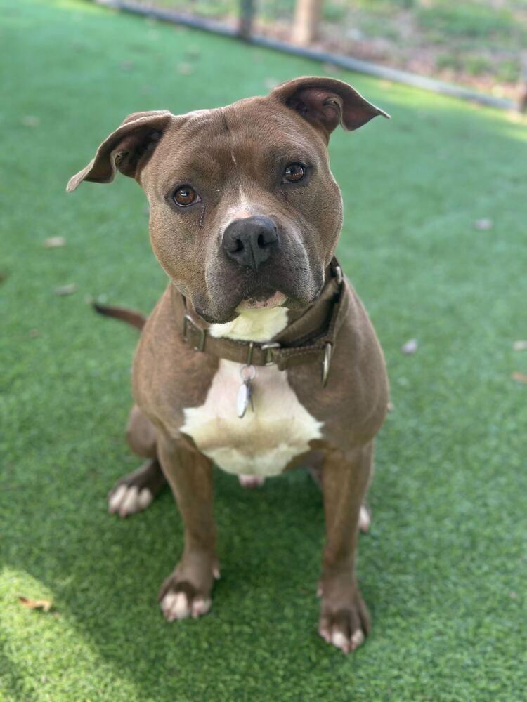 Mace, Adoptable, Adult Male Pit Bull Terrier.