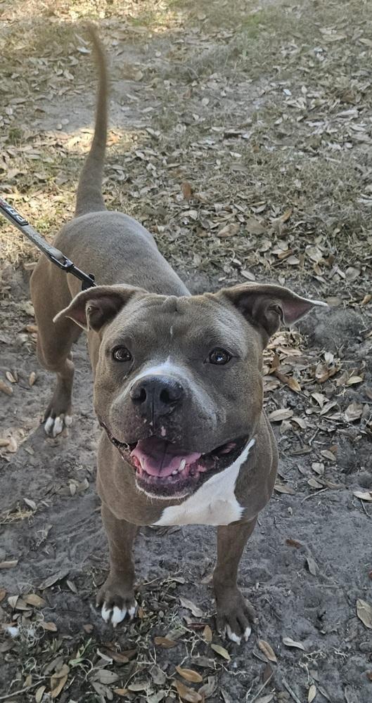 Enlarge Mace, a Adoptable mixed breed in Lakeland, FL image 1/4