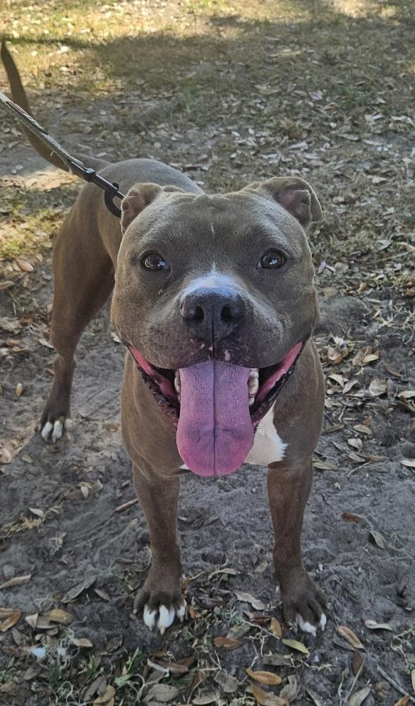 Enlarge Mace, a Adoptable mixed breed in Lakeland, FL image 2/4