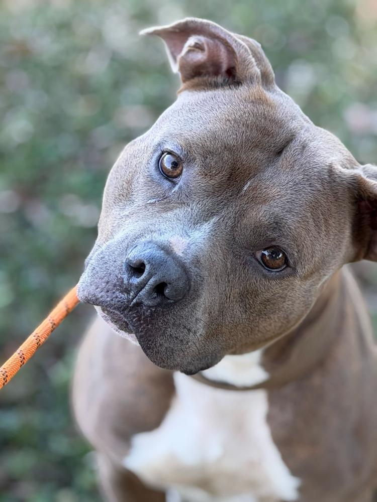 Enlarge Mace, a Adoptable mixed breed in Lakeland, FL image 3/5