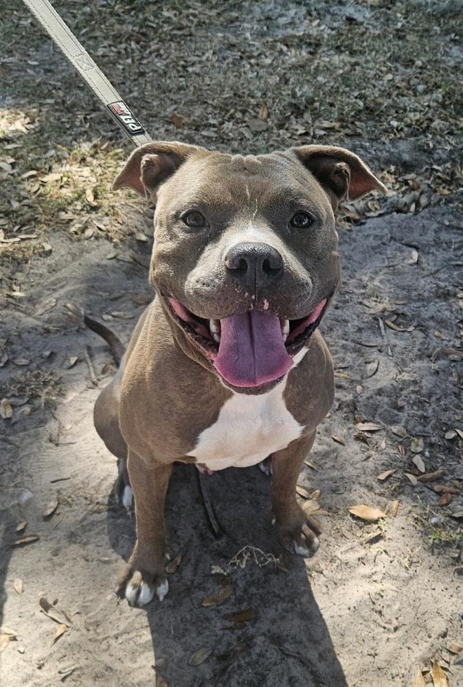 Enlarge Mace, a Adoptable mixed breed in Lakeland, FL image 3/4