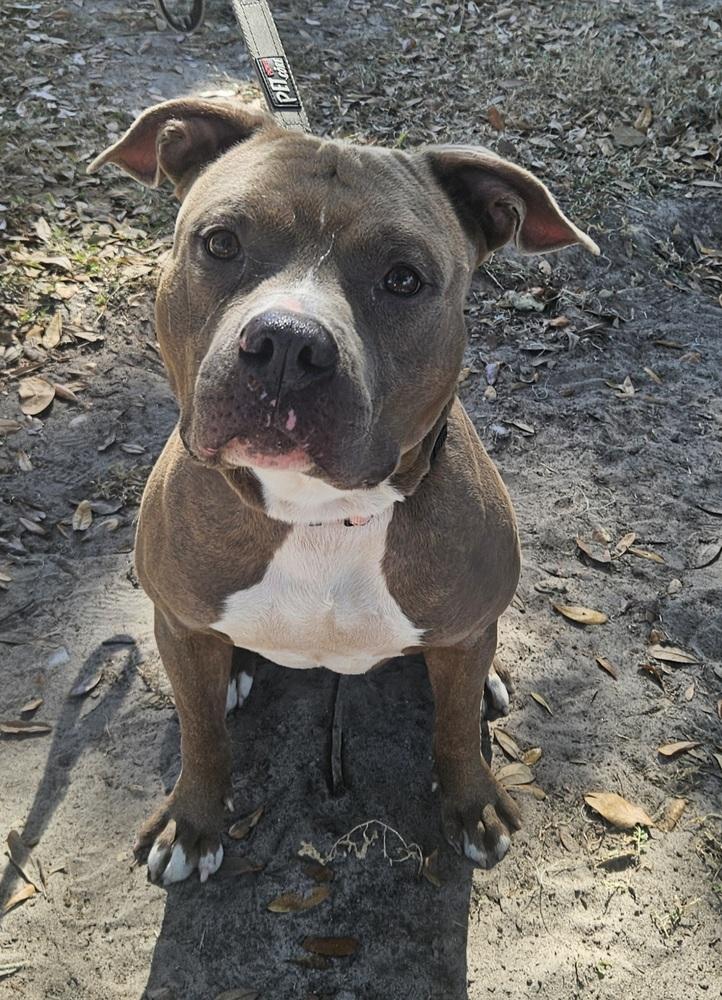 Enlarge Mace, a Adoptable mixed breed in Lakeland, FL image 4/4