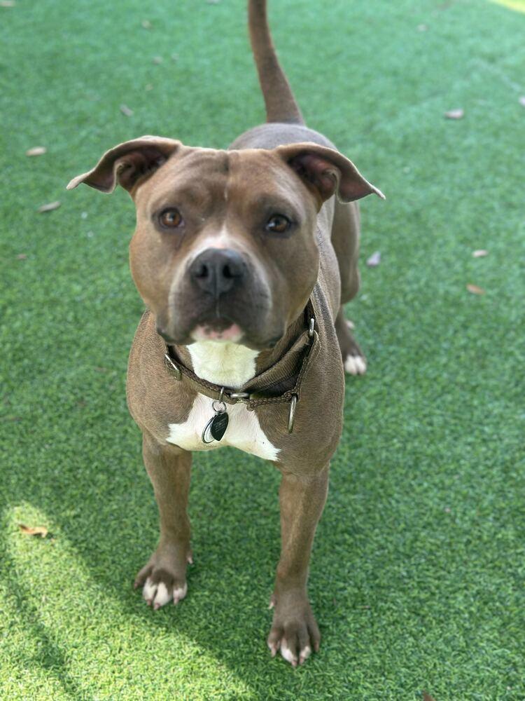 Enlarge Mace, a Adoptable mixed breed in Lakeland, FL image 6/6