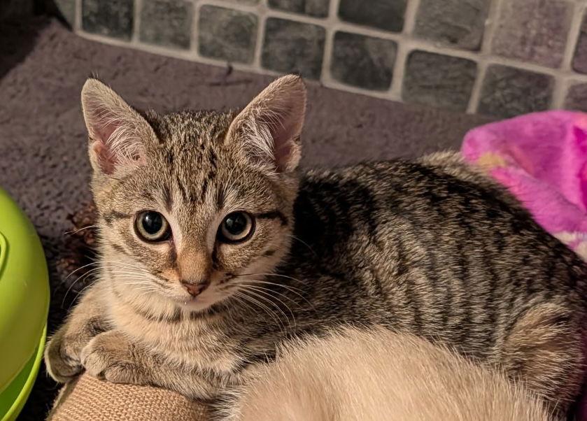 Payton, Adopted, Kitten Female Tabby & Domestic Short Hair.