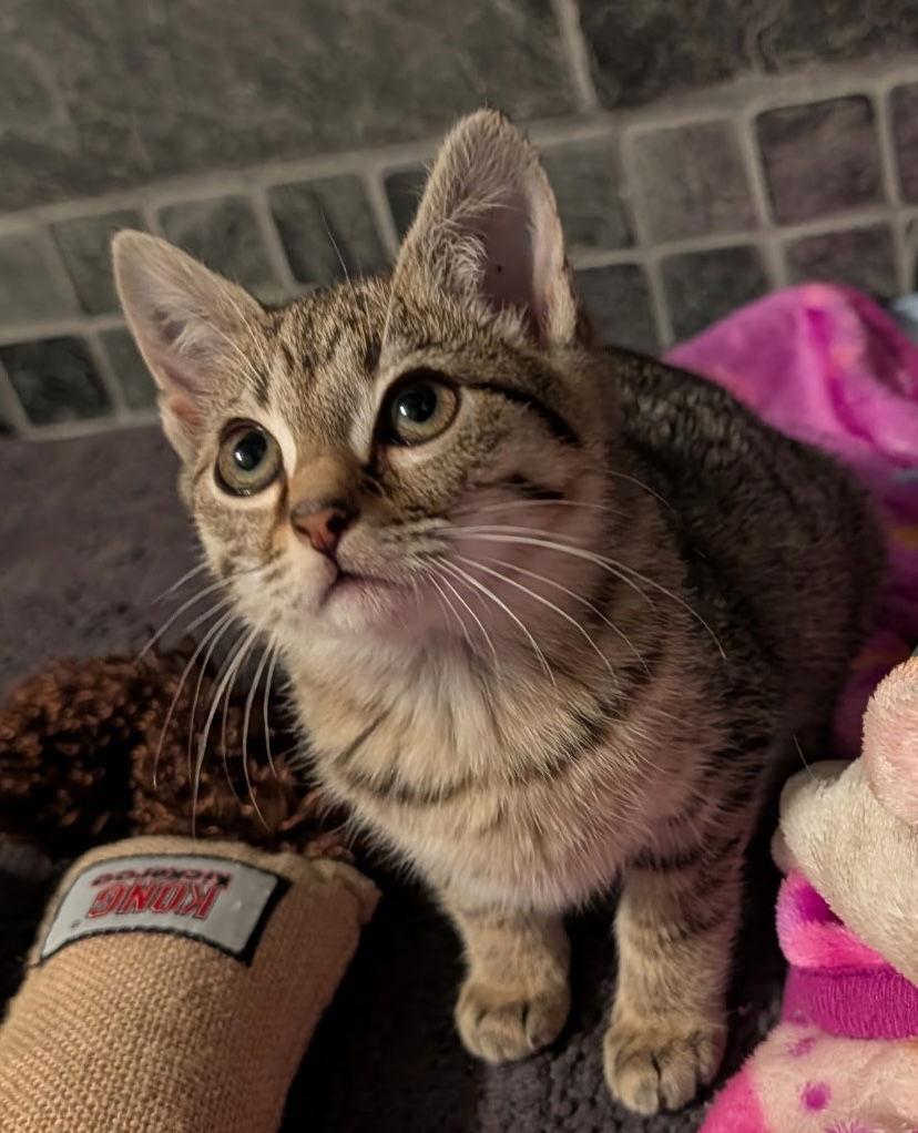 Enlarge Payton, a Adopted mixed breed in Buford, GA image 2/3